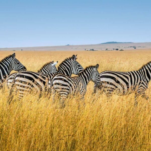 Journey to the End of the World: Discovering the Wild Beauty